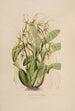 Sertum orchidaceum Orkidean kauneimpien kukkien seppele Pl06 - John Lindley — näkymä teoksesta