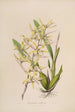Sertum orchidaceum Orkidean kauneimpien kukkien seppele Pl07 - John Lindley — näkymä teoksesta