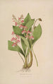 Sertum orchidaceum Orkidean kauneimpien kukkien seppele Pl09 - John Lindley — näkymä teoksesta