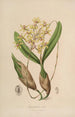 Sertum orchidaceum Orkidean kauneimpien kukkien seppele Pl10 - John Lindley — näkymä teoksesta