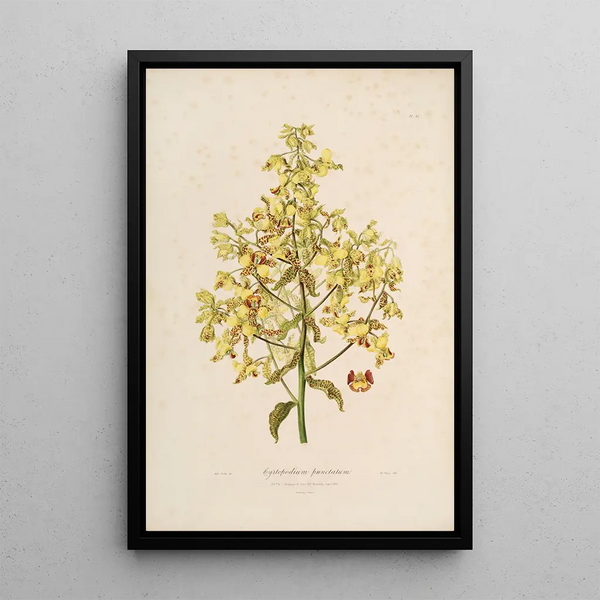 John Lindley - Sertum orchidaceum A wreath of the most beautiful orchidaceous flowers Pl12.webp