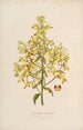 Sertum orchidaceum Orkidean kauneimpien kukkien seppele Pl12 - John Lindley — näkymä teoksesta