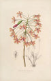 Sertum orchidaceum Orkidean kauneimpien kukkien seppele Pl13 - John Lindley — näkymä teoksesta