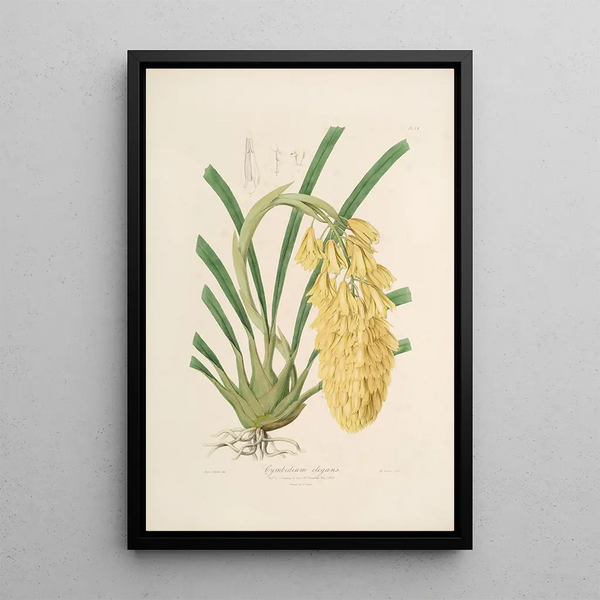 John Lindley - Sertum orchidaceum A wreath of the most beautiful orchidaceous flowers Pl14.webp
