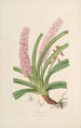 Sertum orchidaceum Orkidean kauneimpien kukkien seppele Pl15 - John Lindley — näkymä teoksesta