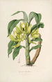 Sertum orchidaceum Orkidean kauneimpien kukkien seppele Pl16 - John Lindley — näkymä teoksesta