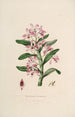 Sertum orchidaceum Orkidean kauneimpien kukkien seppele Pl18 - John Lindley — näkymä teoksesta