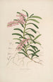 Sertum orchidaceum Orkidean kauneimpien kukkien seppele Pl19 - John Lindley — näkymä teoksesta