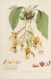 Sertum orchidaceum Orkidean kauneimpien kukkien seppele Pl20 - John Lindley — näkymä teoksesta
