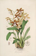 Sertum orchidaceum Orkideoiden kauneimpien kukkien kruunu Pl21 - John Lindley — näkymä teoksesta