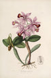 Sertum orchidaceum Orkideoiden kauneimpien kukkien kruunu Pl22 - John Lindley — näkymä teoksesta