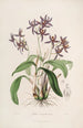 Sertum orchidaceum Orkideoiden kauneimpien kukkien kruunu Pl28 - John Lindley — näkymä teoksesta
