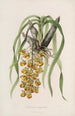 Sertum orchidaceum Orkideoiden kauneimpien kukkien kruunu Pl31 - John Lindley — näkymä teoksesta
