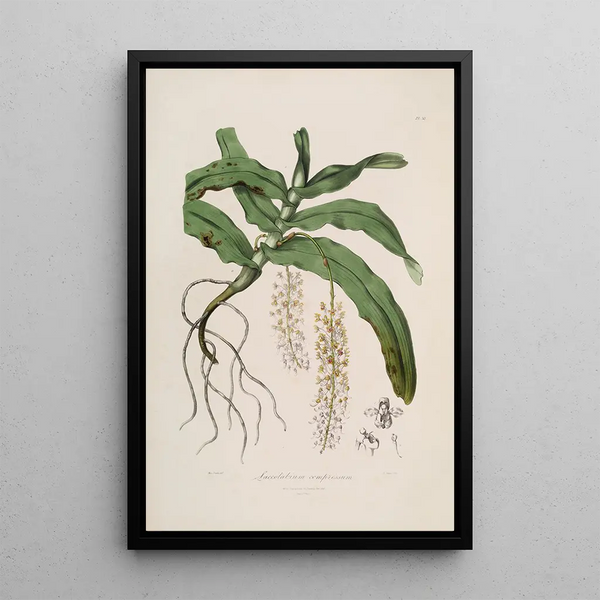 John Lindley - Sertum orchidaceum A wreath of the most beautiful orchidaceous flowers Pl32.webp
