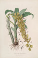 Sertum orchidaceum Orkideoiden kauneimpien kukkien kruunu Pl33 - John Lindley — näkymä teoksesta