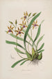 Sertum orchidaceum Orkideoiden kauneimpien kukkien kruunu Pl34 - John Lindley — näkymä teoksesta