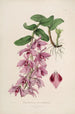Sertum orchidaceum Orkideoiden kauneimpien kukkien kruunu Pl35 - John Lindley — näkymä teoksesta