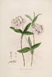 Sertum orchidaceum Orkideoiden kauneimpien kukkien kruunu Pl36 - John Lindley — näkymä teoksesta