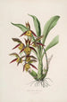 Sertum orchidaceum Orkideoiden kauneimpien kukkien kruunu Pl41 - John Lindley — näkymä teoksesta