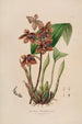 Sertum orchidaceum Orkideoiden kauneimpien kukkien kruunu Pl43 - John Lindley — näkymä teoksesta