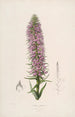 Sertum orchidaceum Orkideoiden kauneimpien kukkien kruunu Pl44 - John Lindley — näkymä teoksesta