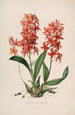 Sertum orchidaceum - kauneimpien orkideoiden kukkien seppele Pl45 - John Lindley — näkymä teoksesta