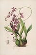 Sertum orchidaceum - kauneimpien orkideoiden kukkien seppele Pl46 - John Lindley — näkymä teoksesta