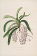 Sertum orchidaceum - kauneimpien orkideoiden kukkien seppele Pl47 - John Lindley — näkymä teoksesta