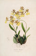 Sertum orchidaceum - kauneimpien orkideoiden kukkien seppele Pl48 - John Lindley — näkymä teoksesta