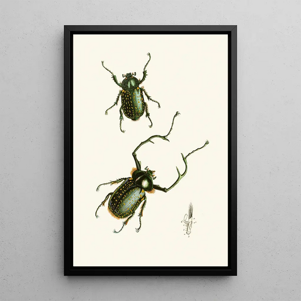 John Obadiah Westwood - The cabinet of oriental entomology Pl II.webp
