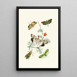 John Obadiah Westwood - The cabinet of oriental entomology Pl IV.webp