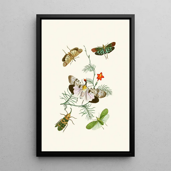 John Obadiah Westwood - The cabinet of oriental entomology Pl IV.webp