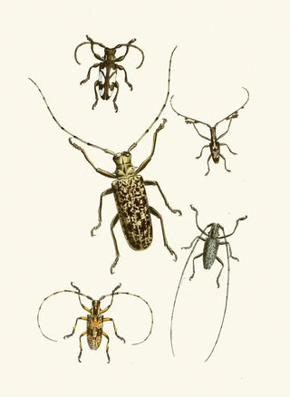 John Obadiah Westwood - The cabinet of oriental entomology Pl VI.webp