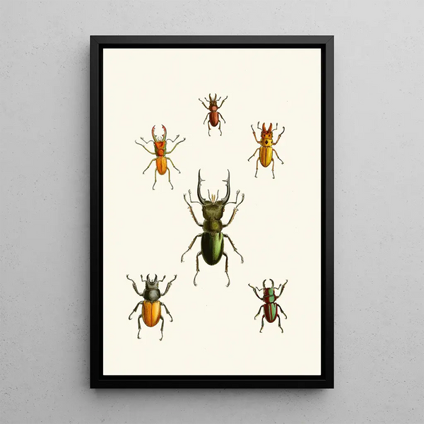 John Obadiah Westwood - The cabinet of oriental entomology Pl XI.webp