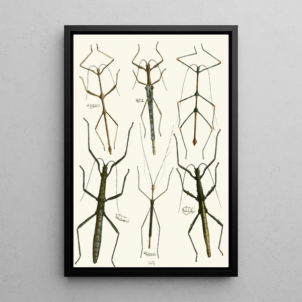 John Obadiah Westwood - The cabinet of oriental entomology Pl XL.webp