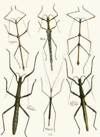 John Obadiah Westwood - The cabinet of oriental entomology Pl XL.webp