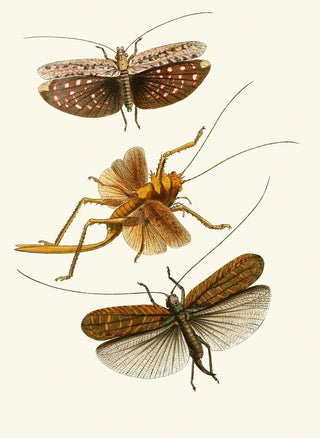 John Obadiah Westwood - The cabinet of oriental entomology Pl XVII.webp