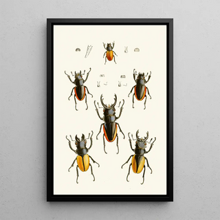 John Obadiah Westwood - The cabinet of oriental entomology Pl XXVII.webp
