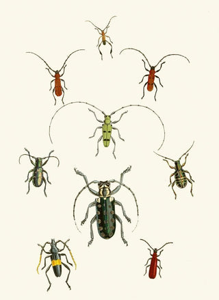John Obadiah Westwood - The cabinet of oriental entomology Pl XXX.webp