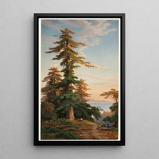 John Ross Key - Redwood Trees Santa Cruz Mts Cal.webp