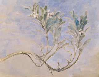 Myrtin oksan tutkimus - John Ruskin — näkymä teoksesta