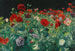 Coquelicots-maalaus - John Singer Sargent — näkymä teoksesta