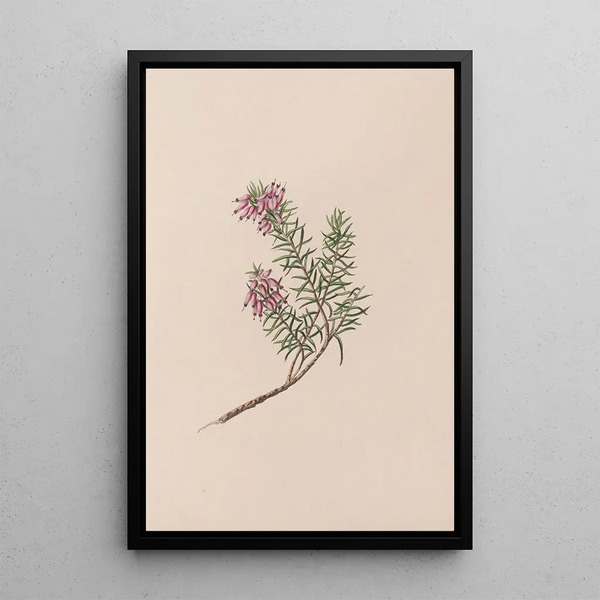 John Stevens Henslow - Dwarf Heath.webp