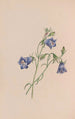 Immortelle - John Stevens Henslow — näkymä teoksesta