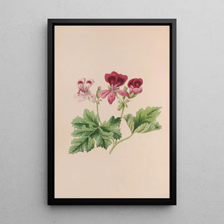 John Stevens Henslow - Harebell.webp