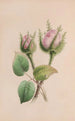 Mauve muskislila - John Stevens Henslow — näkymä teoksesta
