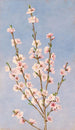 Fleurs de pêcher - John William Hill — näkymä teoksesta