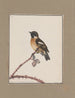 Dessins originaux à l'aquarelle d'oiseaux et d'œufs Pl10 - John William Lewin — näkymä teoksesta