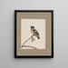 Dessins originaux à l'aquarelle d'oiseaux et d'œufs Pl10 - John William Lewin — kehystetty taideteos seinällä