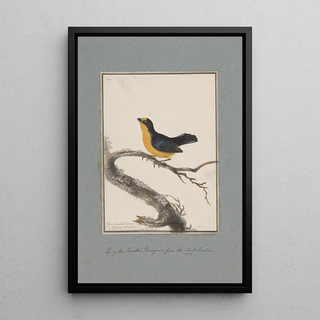 John William Lewin - Original watercolour drawings of birds and eggs Pl15.webp